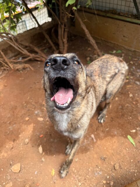 Nala (3)