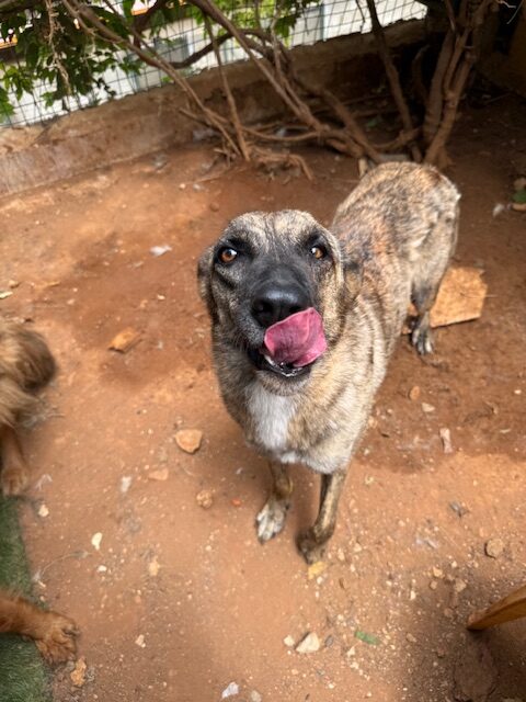 Nala (4)