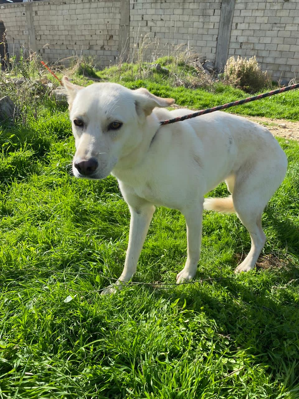 Nelda (12)