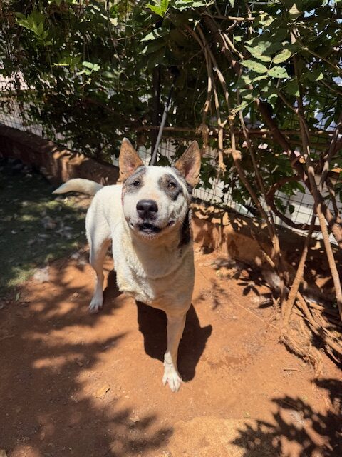 Quarta (18)