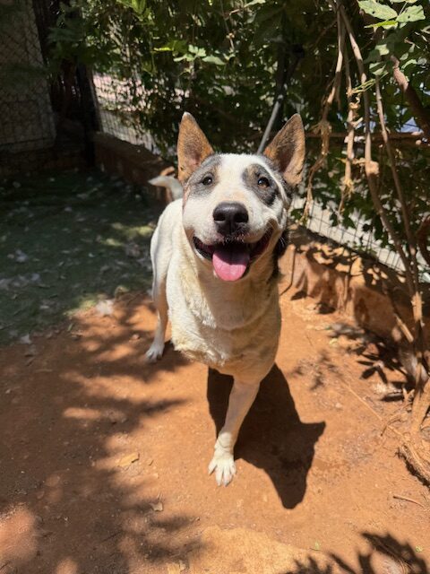 Quarta (21)