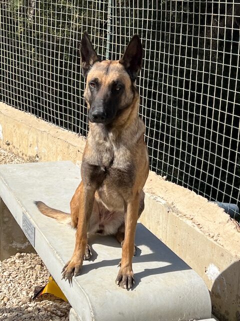 Stella the Mal (10)