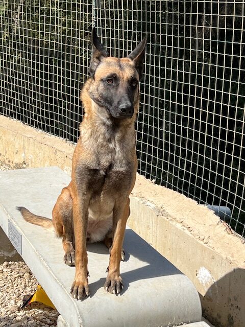 Stella the Mal (11)