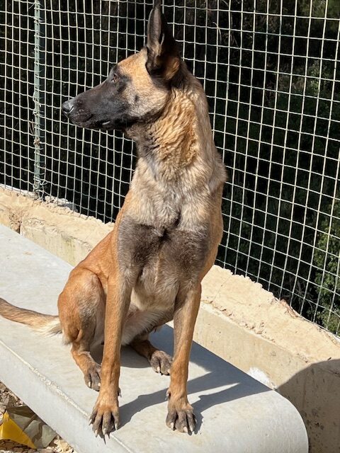 Stella the Mal (2)