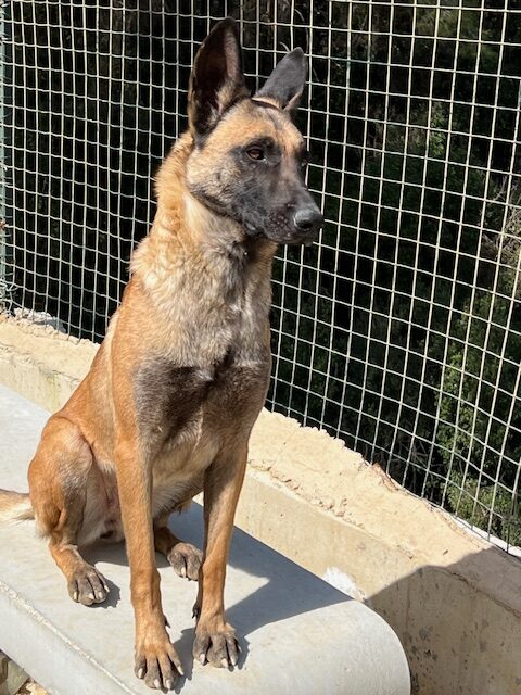 Stella the Mal (4)