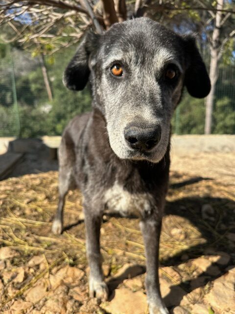 Winston (12)