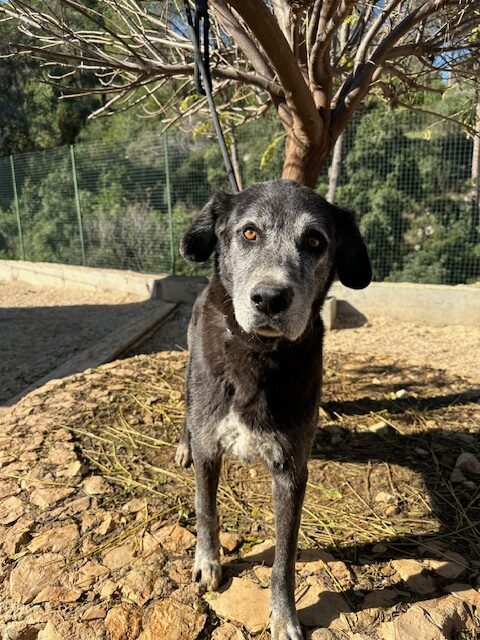 Winston (13)