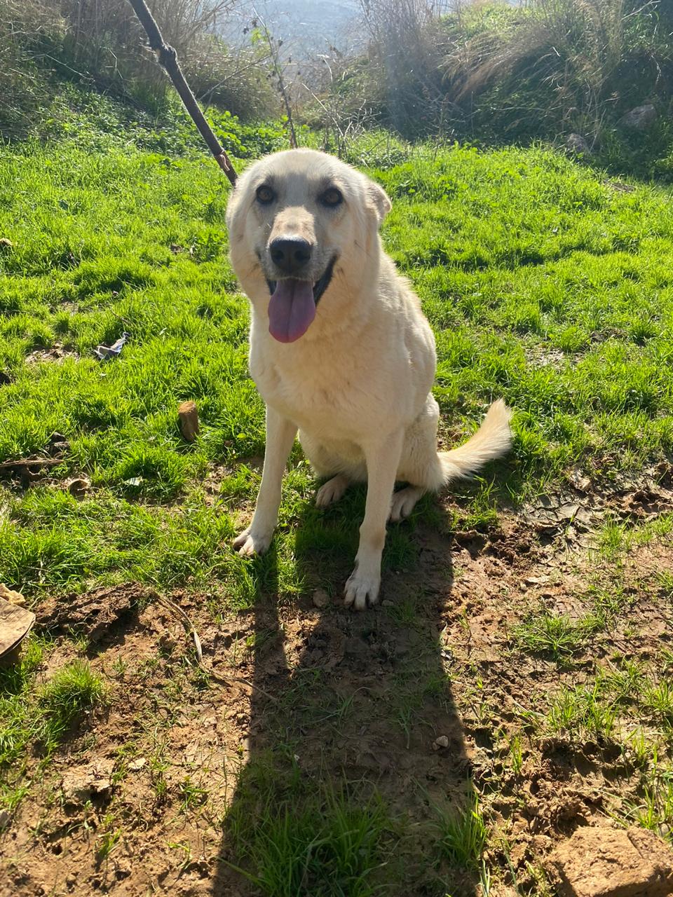 Yota (17)