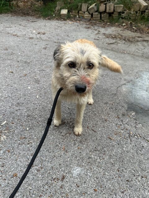 Tiggy (2)