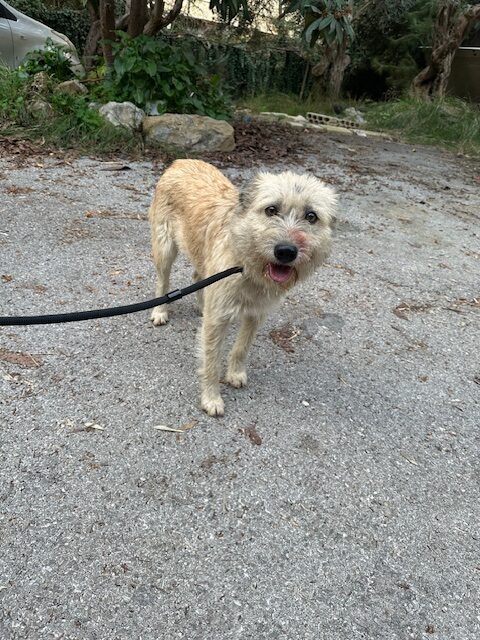 Tiggy (3)