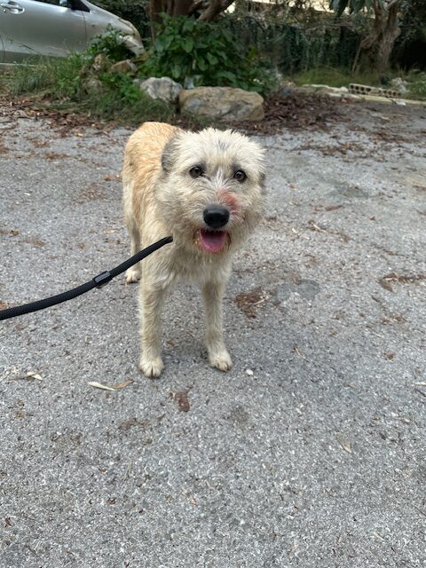 Tiggy (4)