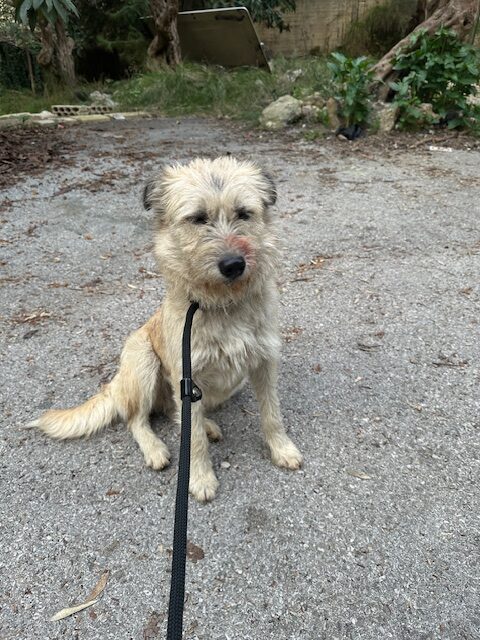 Tiggy (5)