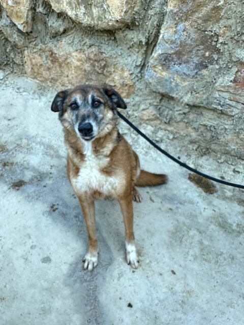 Amora (10)
