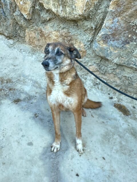 Amora (12)