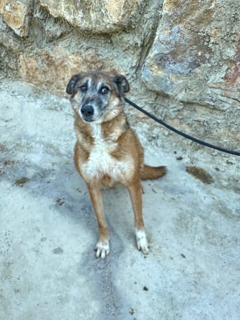 Amora (13)