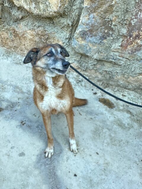 Amora (9)