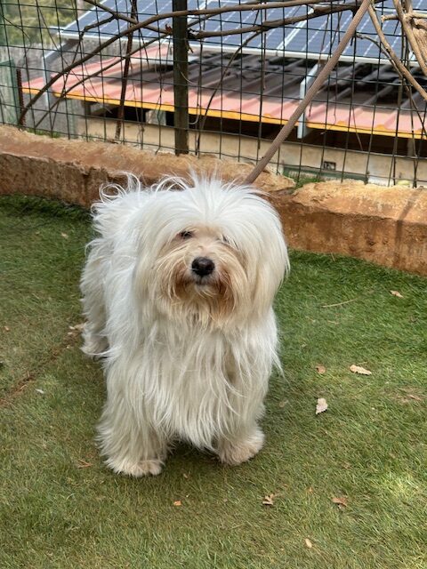 Betsy (11)