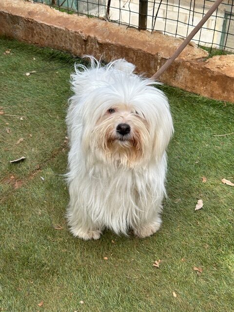 Betsy (12)