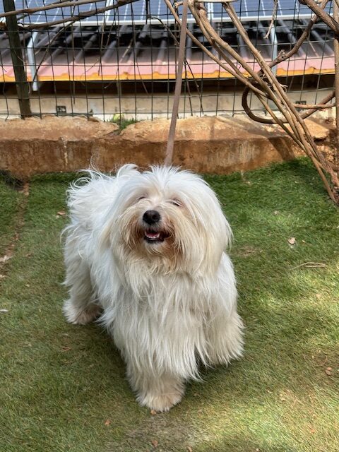 Betsy (13)