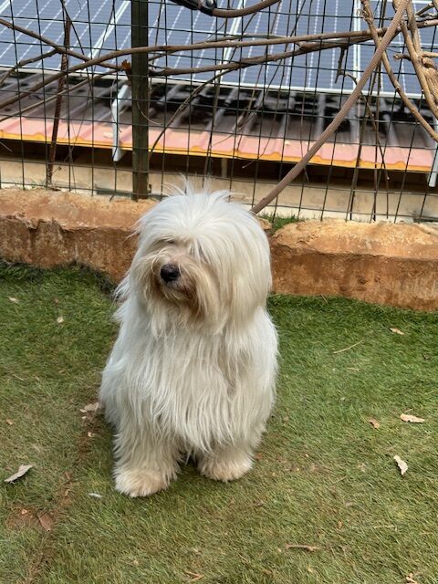 Betsy (6)