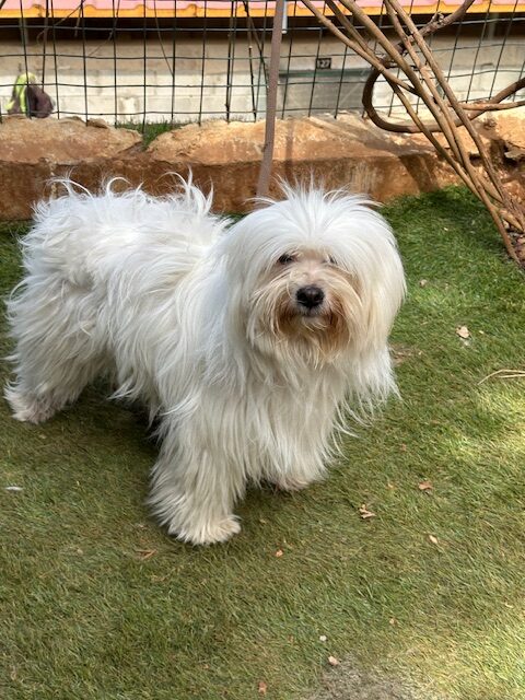 Betsy (7)
