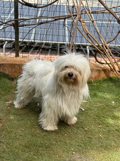 Betsy (9)