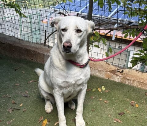 TAKODA