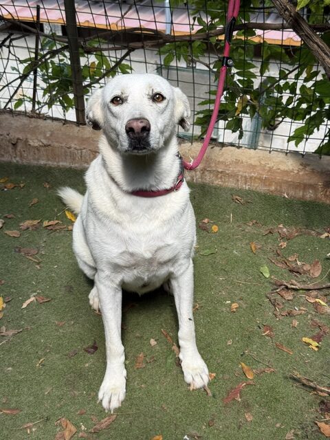 Takoda (5)
