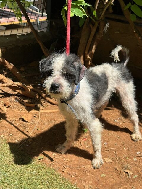 Malou (5)