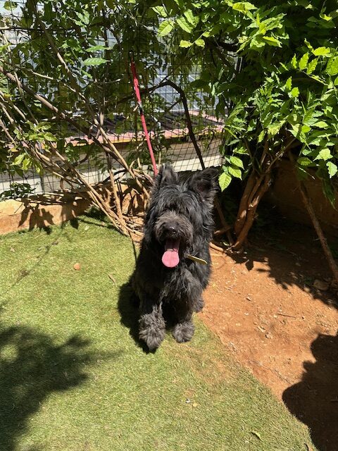 Nerys (6)