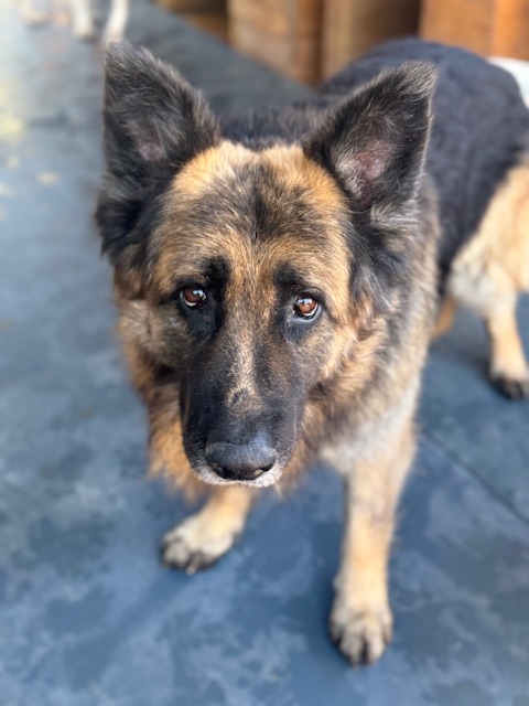 Molson (13)