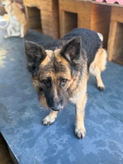 Molson (14)