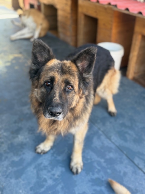 Molson (15)