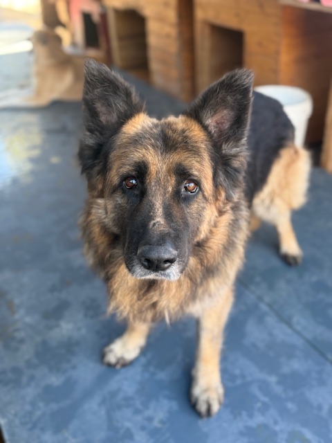 Molson (16)