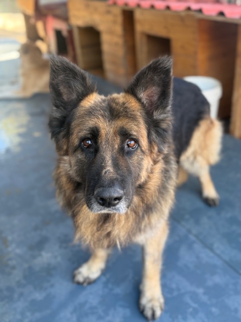 Molson (17)