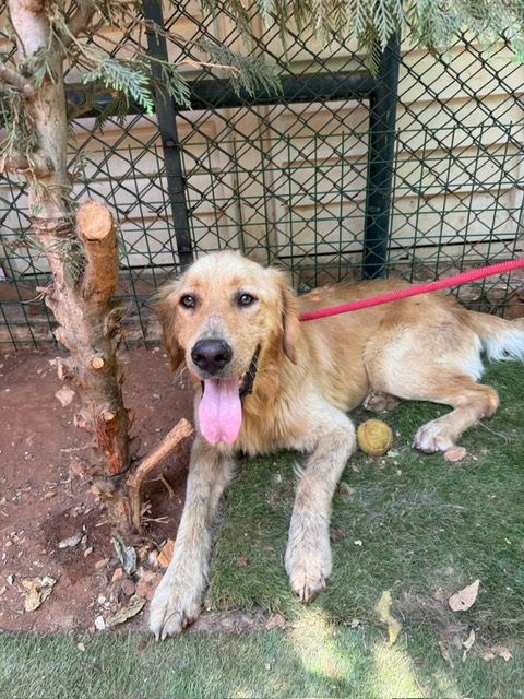 Arnie (3)