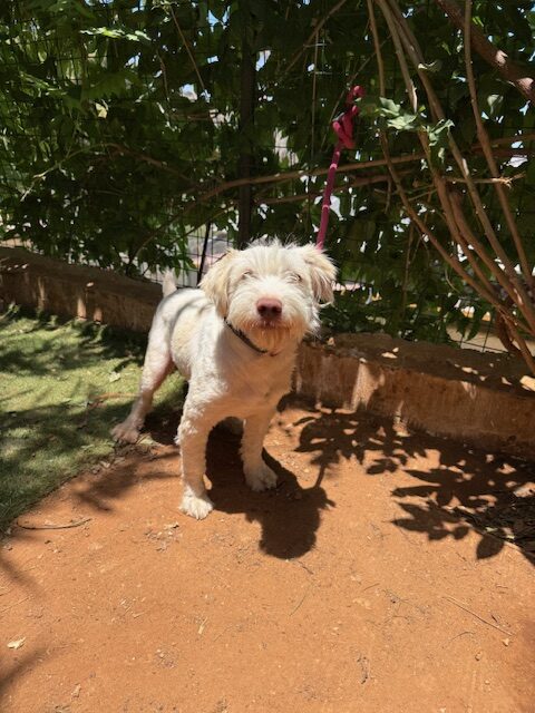 Bly (10)