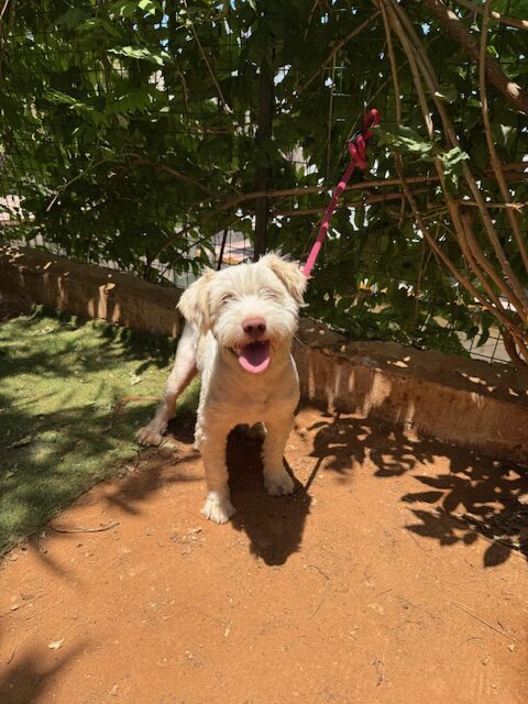 Bly (4)