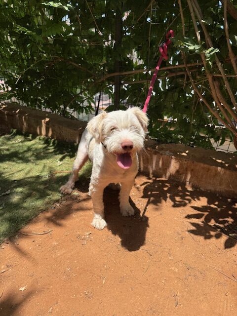 Bly (5)
