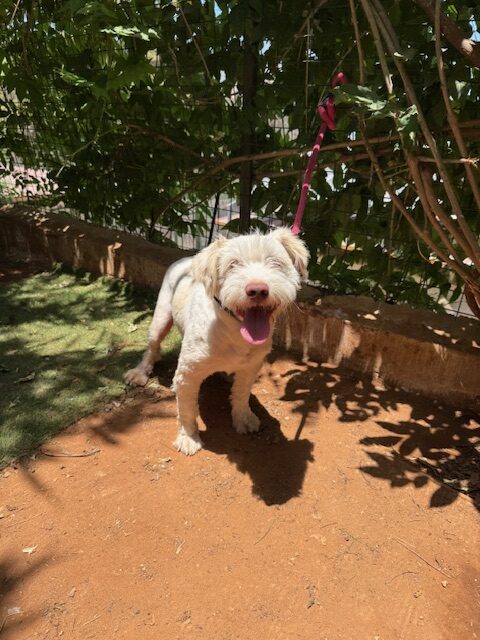 Bly (7)