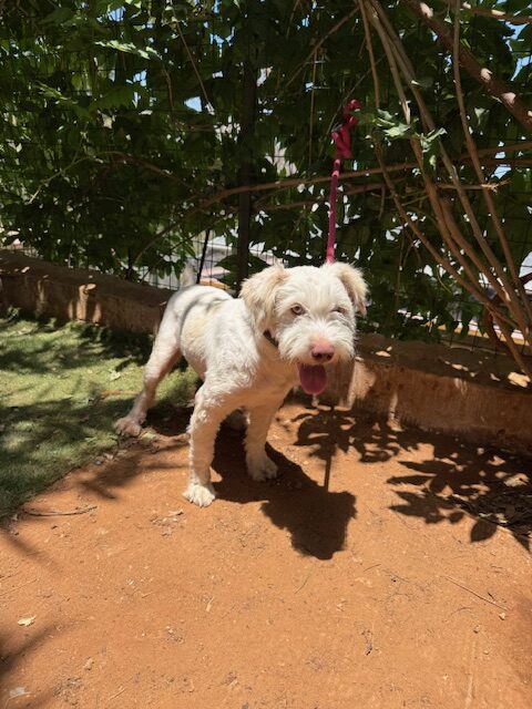 Bly (8)