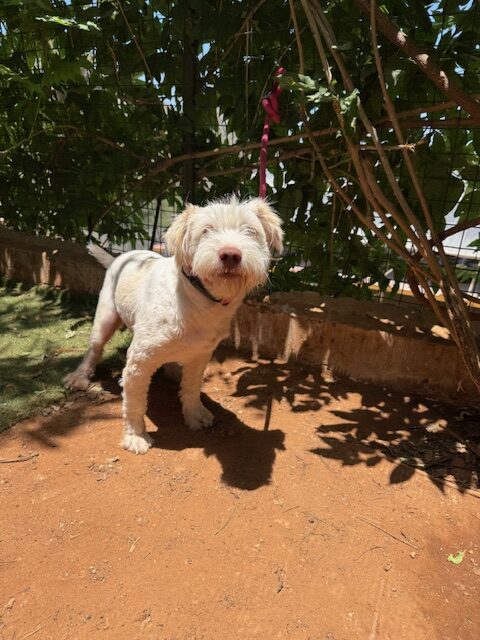 Bly (9)