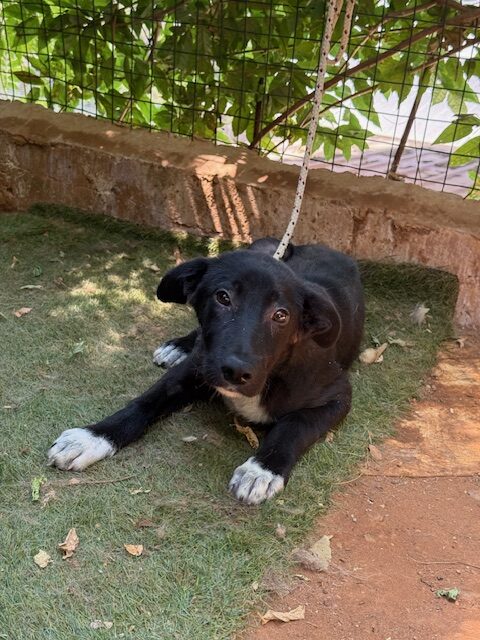 Manin (9)