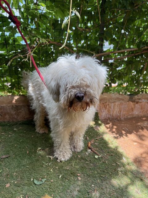 Minlo (11)