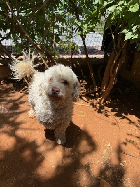 Miri (14)
