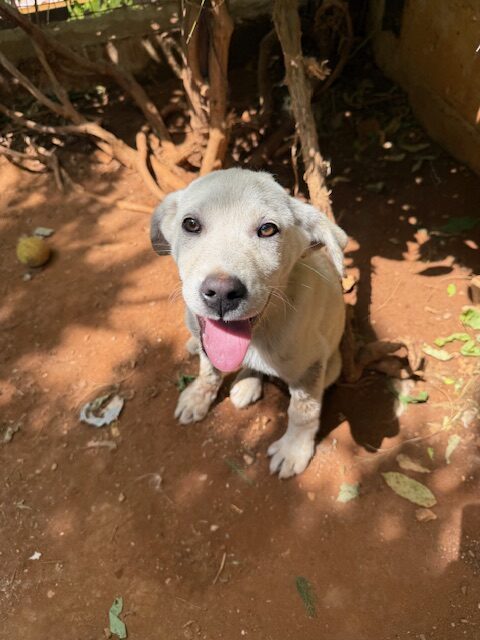 Ori (11)