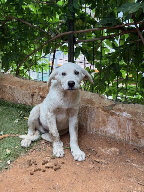 Ori (6)