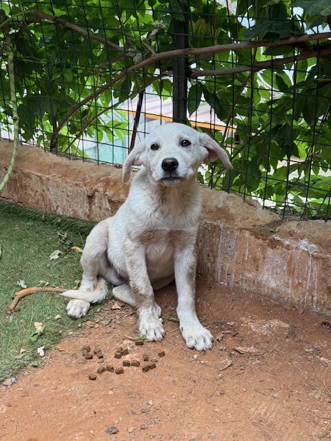 Ori (7)