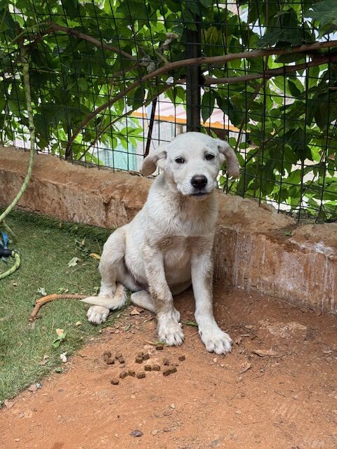 Ori (8)