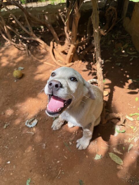 Ori (9)